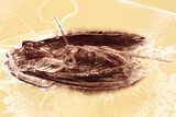 Detailed Fossil Moth (Lepidoptera) in Baltic Amber #381215-1